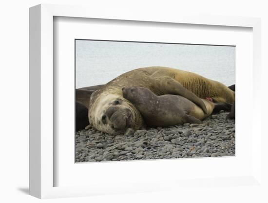 Southern Elephant Seals Mating-Joe McDonald-Framed Photographic Print