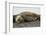 Southern Elephant Seals Mating-Joe McDonald-Framed Photographic Print