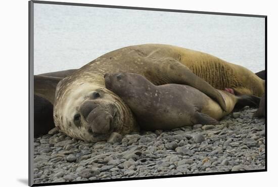 Southern Elephant Seals Mating-Joe McDonald-Mounted Photographic Print