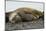 Southern Elephant Seals Mating-Joe McDonald-Mounted Photographic Print