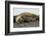 Southern Elephant Seals Mating-Joe McDonald-Framed Photographic Print