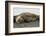 Southern Elephant Seals Mating-Joe McDonald-Framed Photographic Print