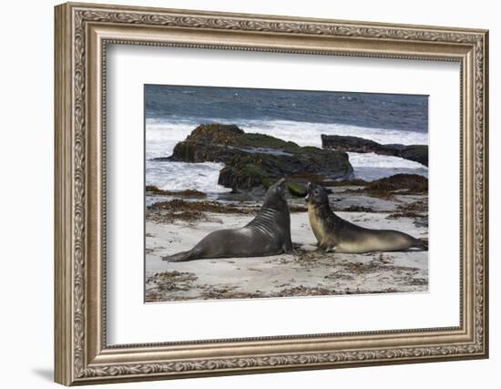 Southern elephant seals, Mirounga leonina, fighting.-Sergio Pitamitz-Framed Photographic Print