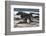 Southern elephant seals, Mirounga leonina, fighting.-Sergio Pitamitz-Framed Photographic Print