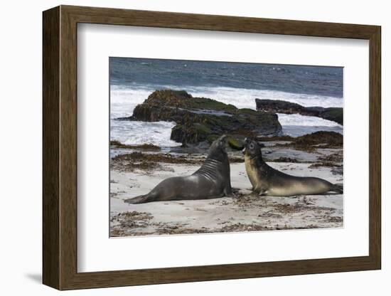 Southern elephant seals, Mirounga leonina, fighting.-Sergio Pitamitz-Framed Photographic Print