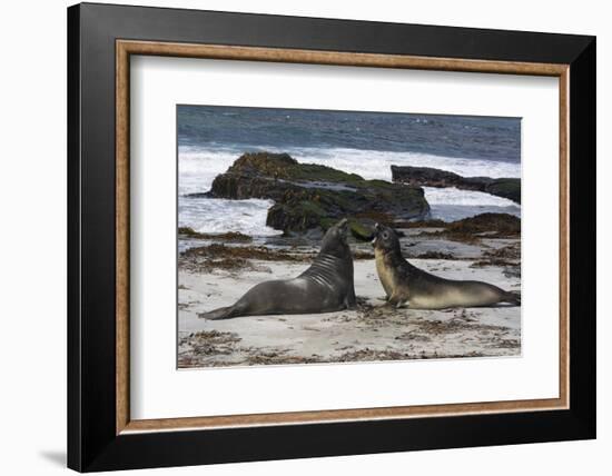 Southern elephant seals, Mirounga leonina, fighting.-Sergio Pitamitz-Framed Photographic Print