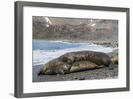 Southern Elephant Seals (Mirounga Leonina) Mating, St. Andrews Bay, South Georgia, Polar Regions-Michael Nolan-Framed Photographic Print