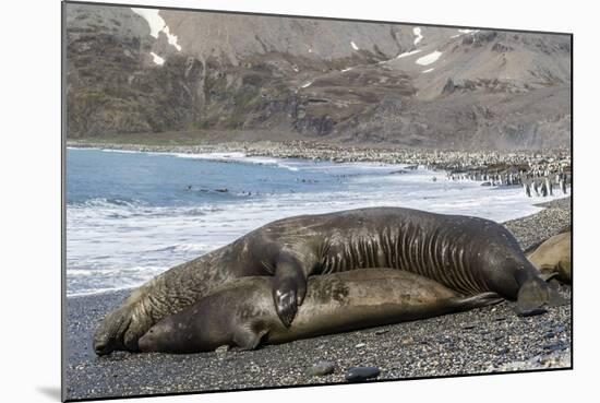 Southern Elephant Seals (Mirounga Leonina) Mating, St. Andrews Bay, South Georgia, Polar Regions-Michael Nolan-Mounted Photographic Print