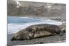 Southern Elephant Seals (Mirounga Leonina) Mating, St. Andrews Bay, South Georgia, Polar Regions-Michael Nolan-Mounted Photographic Print