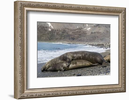 Southern Elephant Seals (Mirounga Leonina) Mating, St. Andrews Bay, South Georgia, Polar Regions-Michael Nolan-Framed Photographic Print