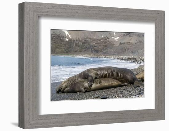 Southern Elephant Seals (Mirounga Leonina) Mating, St. Andrews Bay, South Georgia, Polar Regions-Michael Nolan-Framed Photographic Print