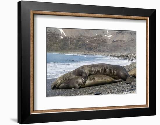 Southern Elephant Seals (Mirounga Leonina) Mating, St. Andrews Bay, South Georgia, Polar Regions-Michael Nolan-Framed Photographic Print