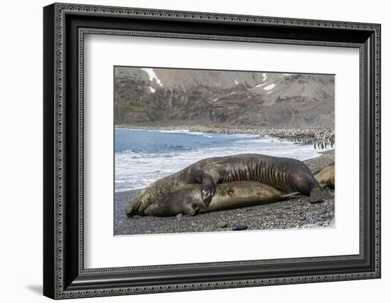 Southern Elephant Seals (Mirounga Leonina) Mating, St. Andrews Bay, South Georgia, Polar Regions-Michael Nolan-Framed Photographic Print