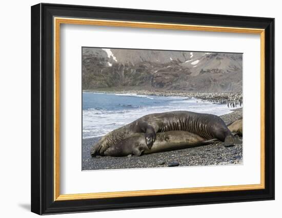 Southern Elephant Seals (Mirounga Leonina) Mating, St. Andrews Bay, South Georgia, Polar Regions-Michael Nolan-Framed Photographic Print