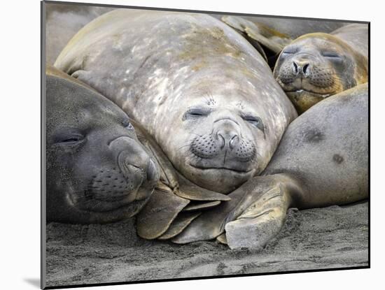 Southern elephant seals (Mirounga leonina), molting on the beach at Gold Harbour, South Georgia-Michael Nolan-Mounted Photographic Print