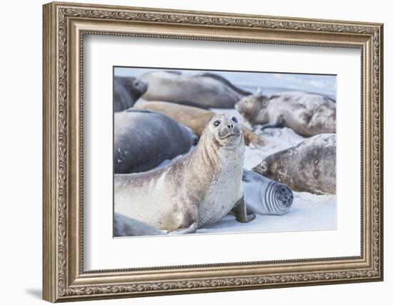 Southern elephant seals (Mirounga leonina) on sandy beach, Sea Lion Island, Falkland Islands-Marco Simoni-Framed Photographic Print