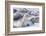 Southern elephant seals (Mirounga leonina) on sandy beach, Sea Lion Island, Falkland Islands-Marco Simoni-Framed Photographic Print