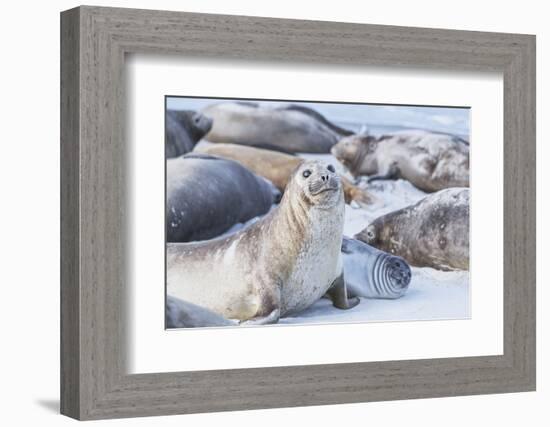 Southern elephant seals (Mirounga leonina) on sandy beach, Sea Lion Island, Falkland Islands-Marco Simoni-Framed Photographic Print