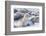 Southern elephant seals (Mirounga leonina) on sandy beach, Sea Lion Island, Falkland Islands-Marco Simoni-Framed Photographic Print