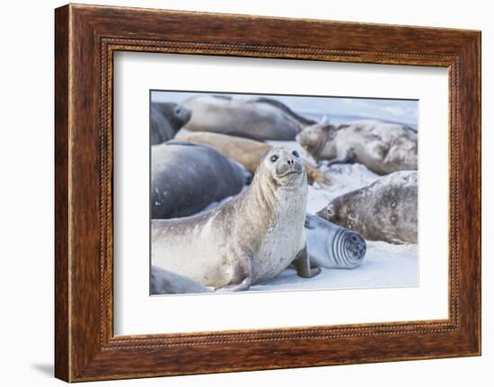 Southern elephant seals (Mirounga leonina) on sandy beach, Sea Lion Island, Falkland Islands-Marco Simoni-Framed Photographic Print