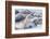 Southern elephant seals (Mirounga leonina) on sandy beach, Sea Lion Island, Falkland Islands-Marco Simoni-Framed Photographic Print