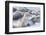 Southern elephant seals (Mirounga leonina) on sandy beach, Sea Lion Island, Falkland Islands-Marco Simoni-Framed Photographic Print