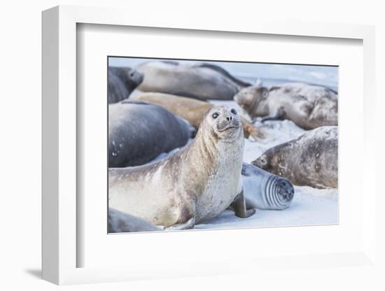 Southern elephant seals (Mirounga leonina) on sandy beach, Sea Lion Island, Falkland Islands-Marco Simoni-Framed Photographic Print