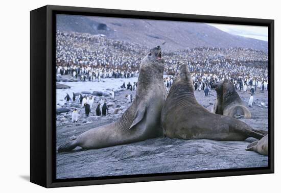 Southern Elephant Seals-DLILLC-Framed Premier Image Canvas