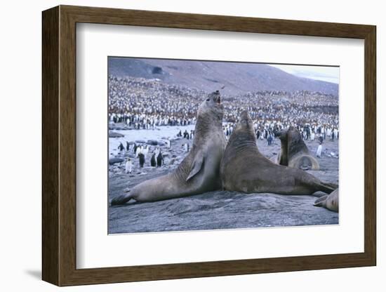 Southern Elephant Seals-DLILLC-Framed Photographic Print