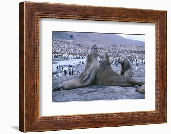 Southern Elephant Seals-DLILLC-Framed Photographic Print