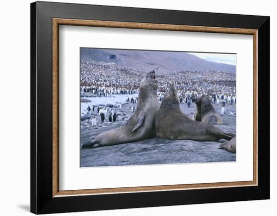 Southern Elephant Seals-DLILLC-Framed Photographic Print