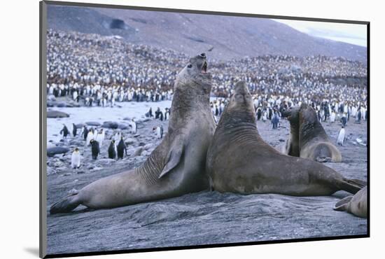 Southern Elephant Seals-DLILLC-Mounted Photographic Print