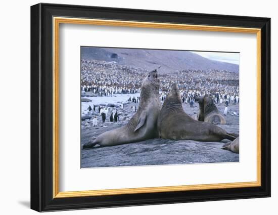 Southern Elephant Seals-DLILLC-Framed Photographic Print