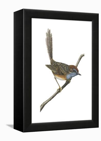 Southern Emu-Wren (Stipiturus Malachurus), Birds-Encyclopaedia Britannica-Framed Stretched Canvas