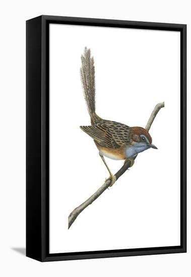 Southern Emu-Wren (Stipiturus Malachurus), Birds-Encyclopaedia Britannica-Framed Stretched Canvas