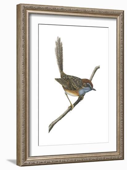 Southern Emu-Wren (Stipiturus Malachurus), Birds-Encyclopaedia Britannica-Framed Art Print