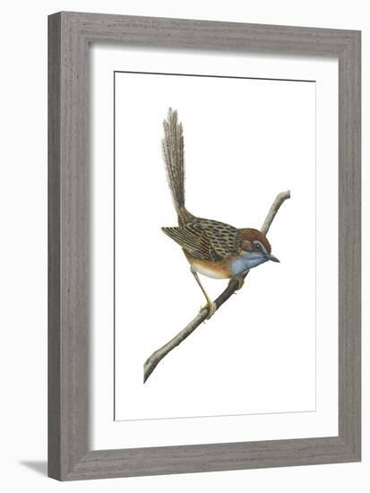 Southern Emu-Wren (Stipiturus Malachurus), Birds-Encyclopaedia Britannica-Framed Art Print