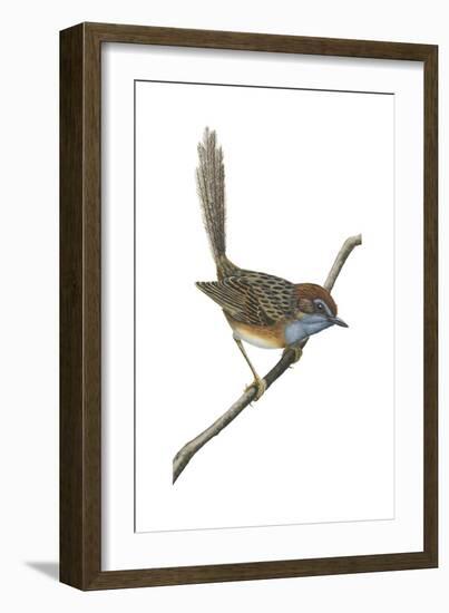 Southern Emu-Wren (Stipiturus Malachurus), Birds-Encyclopaedia Britannica-Framed Art Print