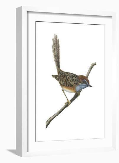 Southern Emu-Wren (Stipiturus Malachurus), Birds-Encyclopaedia Britannica-Framed Art Print