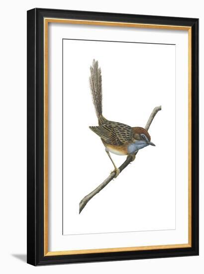 Southern Emu-Wren (Stipiturus Malachurus), Birds-Encyclopaedia Britannica-Framed Art Print