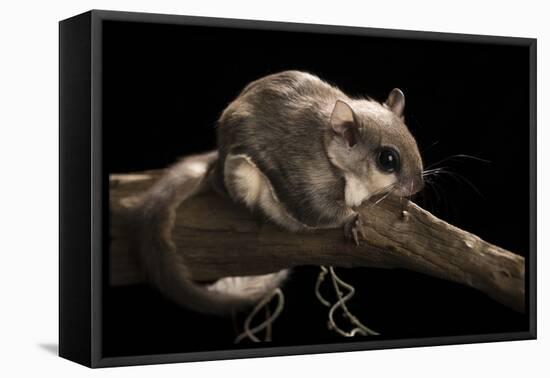 Southern Flying Squirrel, Controlled Situation, Florida-Maresa Pryor-Framed Premier Image Canvas