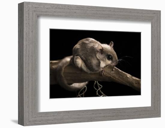 Southern Flying Squirrel, Controlled Situation, Florida-Maresa Pryor-Framed Photographic Print