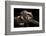 Southern Flying Squirrel, Controlled Situation, Florida-Maresa Pryor-Framed Photographic Print