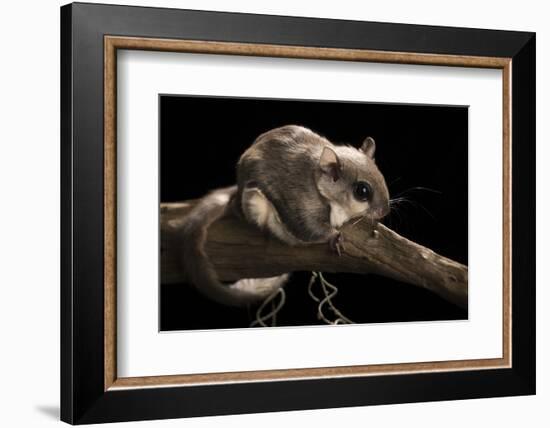 Southern Flying Squirrel, Controlled Situation, Florida-Maresa Pryor-Framed Photographic Print