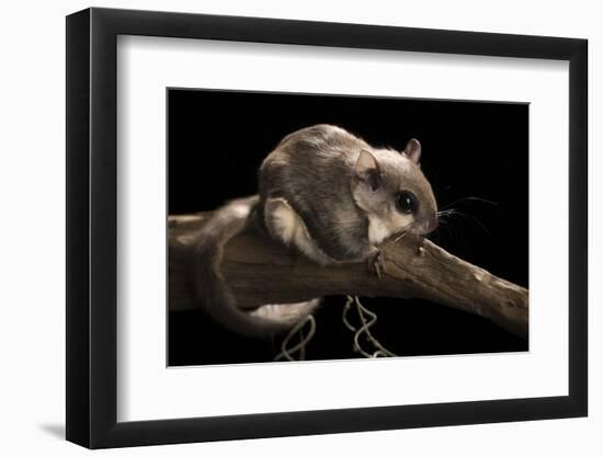 Southern Flying Squirrel, Controlled Situation, Florida-Maresa Pryor-Framed Photographic Print