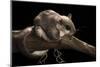 Southern Flying Squirrel, Controlled Situation, Florida-Maresa Pryor-Mounted Photographic Print
