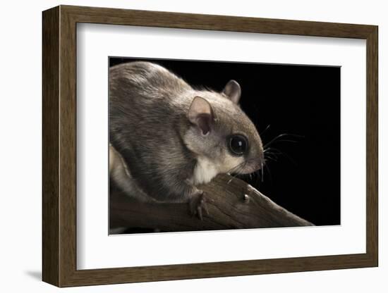 Southern Flying Squirrel, Controlled Situation, Florida-Maresa Pryor-Framed Photographic Print