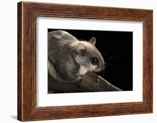 Southern Flying Squirrel, Controlled Situation, Florida-Maresa Pryor-Framed Photographic Print