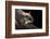 Southern Flying Squirrel, Controlled Situation, Florida-Maresa Pryor-Framed Photographic Print