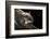 Southern Flying Squirrel, Controlled Situation, Florida-Maresa Pryor-Framed Photographic Print